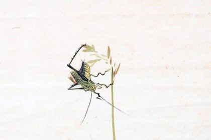 radar-cultural.-greierii-muti