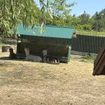 un-fenomen-despre-care-nu-se-vorbeste:-gradinile-zoologice-din-manastirile-romanesti-–-hotnews.ro