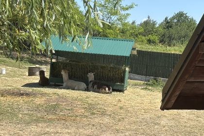 un-fenomen-despre-care-nu-se-vorbeste:-gradinile-zoologice-din-manastirile-romanesti-–-hotnews.ro