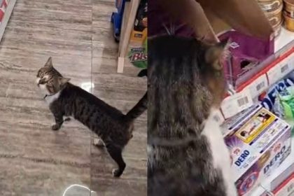 o-pisica-din-vama-veche-le-spune-turistilor-care-e-plicul-ei-preferat-si-ii-conduce-spre-raft