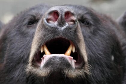 ursii-ciuruiti-pe-repede-inainte.-cei-pe-care-scrie-habitus-pot-fi-impuscati-la-tomberon