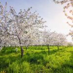 perioada-ideala-de-stropire-a-pomilor-fructiferi.-care-este-rasplata-la-primavara