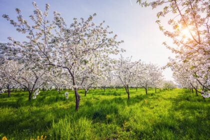 perioada-ideala-de-stropire-a-pomilor-fructiferi.-care-este-rasplata-la-primavara