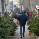 cand-se-impodobeste-bradul-de-craciun-si-ce-semnificatii-are-acest-simbol-universal-al-sarbatorilor-de-iarna