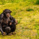 cimpanzeul-–-curiozitati-si-lucruri-surprinzatoare-despre-acest-animal