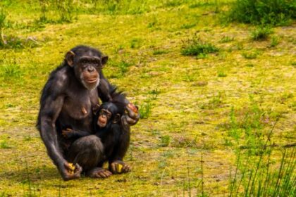 cimpanzeul-–-curiozitati-si-lucruri-surprinzatoare-despre-acest-animal