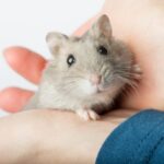 hamster-–-lucruri-surprinzatoare-si-curiozitati-despre-acest-mic-animal