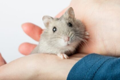 hamster-–-lucruri-surprinzatoare-si-curiozitati-despre-acest-mic-animal