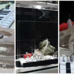 un-muzician-a-invatat-o-caracatita-sa-cante-la-pian,-in-6-luni.-cel-mai-mare-pianist-pe-care-marea-l-a-cunoscut-vreodata