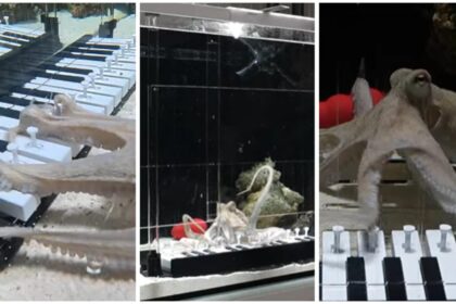 un-muzician-a-invatat-o-caracatita-sa-cante-la-pian,-in-6-luni.-cel-mai-mare-pianist-pe-care-marea-l-a-cunoscut-vreodata