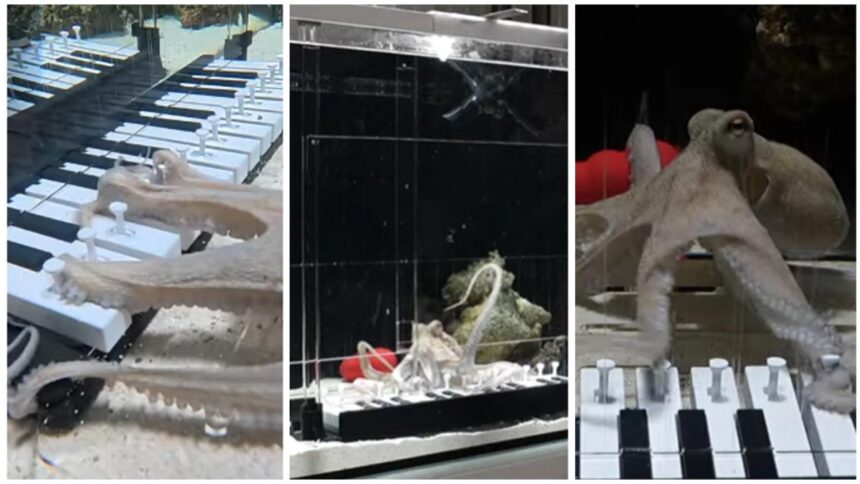 un-muzician-a-invatat-o-caracatita-sa-cante-la-pian,-in-6-luni.-cel-mai-mare-pianist-pe-care-marea-l-a-cunoscut-vreodata