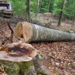 romsilva-vinde-lemn-pentru-foc,-incepand-din-acest-an,-prin-magazinul-sau-online-–-economica.net