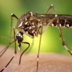 de-ce-bolile-transmise-de-insecte-reprezinta-o-amenintare-tot-mai-mare,-in-ciuda-cercetarilor.-ce-pericol-pandeste-europa