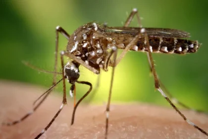 de-ce-bolile-transmise-de-insecte-reprezinta-o-amenintare-tot-mai-mare,-in-ciuda-cercetarilor.-ce-pericol-pandeste-europa