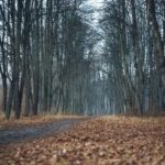 comoara-istorica-de-sub-copac.-ce-s-a-descoperit-dupa-ce-un-caine-a-sapat-o-groapa-in-pamant,-in-franta