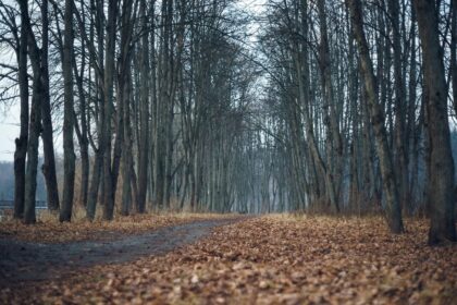 comoara-istorica-de-sub-copac.-ce-s-a-descoperit-dupa-ce-un-caine-a-sapat-o-groapa-in-pamant,-in-franta