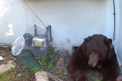 un-urs-negru-isi-terorizeaza-vecinul.-blandul-baribal-nepoftit-refuza-sa-paraseasca-subsolul-casei-unui-american