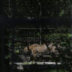 betty,-jaguarul-care-n-a-mai-apucat-sa-fie-salvat.-povestea-neagra-a-unei-evadari,-intr-o-gradina-lasata-sa-se-prabuseasca