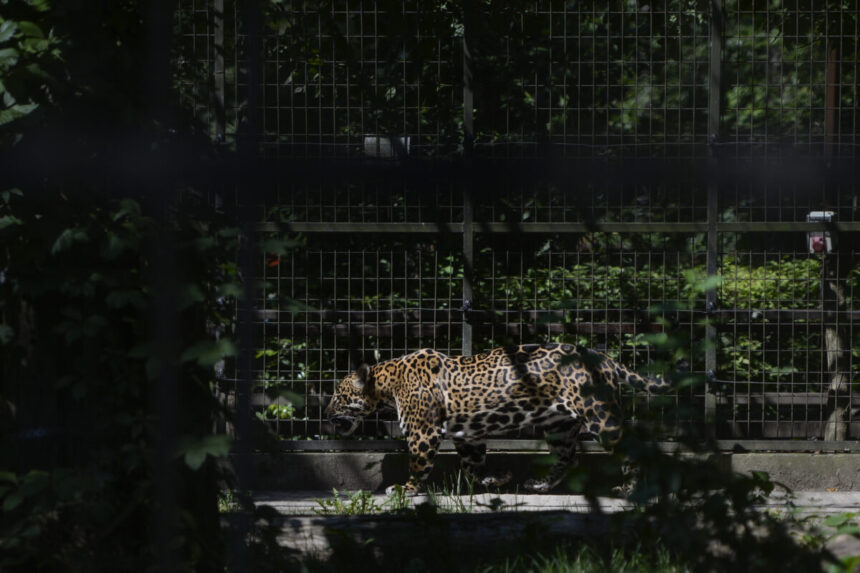 betty,-jaguarul-care-n-a-mai-apucat-sa-fie-salvat.-povestea-neagra-a-unei-evadari,-intr-o-gradina-lasata-sa-se-prabuseasca