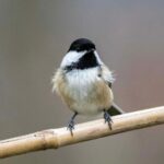 romania,-tara-unde-autostrazile-se-opresc-la-broaste,-ursi-si-mercur