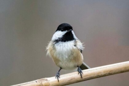 romania,-tara-unde-autostrazile-se-opresc-la-broaste,-ursi-si-mercur