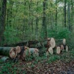 mafia-lemnului-la-pas-prin-codrii-patriei.-cum-functiona-sistemul-spagii-din-paduri,-cu-bani-virati-in-conturile-copiilor