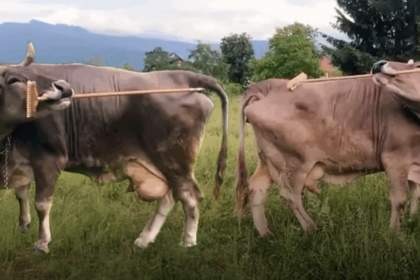 veronika,-„doamna-de-companie”-in-alpi.-vacuta-este-primul-animal-cu-exceptia-primatelor-care-foloseste-o-unealta-in-scopuri-de-rasfat