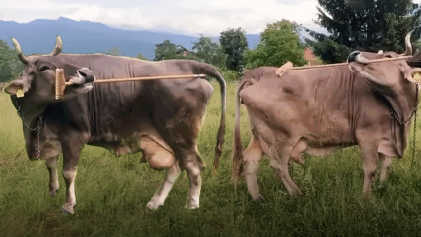 veronika,-„doamna-de-companie”-in-alpi.-vacuta-este-primul-animal-cu-exceptia-primatelor-care-foloseste-o-unealta-in-scopuri-de-rasfat