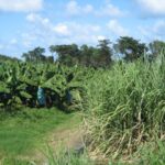 curtea-de-conturi-europeana-cere-revizuirea-sprijinului-agricol-acordat-de-ue-regiunilor-sale-ultraperiferice-cum-sta-blocul-comunitar-la-productia-de-banane-si-trestie-de-zahar-–-economica.net