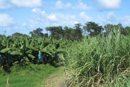 curtea-de-conturi-europeana-cere-revizuirea-sprijinului-agricol-acordat-de-ue-regiunilor-sale-ultraperiferice-cum-sta-blocul-comunitar-la-productia-de-banane-si-trestie-de-zahar-–-economica.net