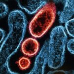 controale-amanuntite-in-aeroporturi-din-asia-dupa-ce-india-anunta-noi-infectii-cu-virusul-nipah