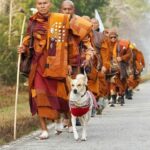 de-100-de-zile-pe-drum:-marsul-calugarilor-budisti-se-apropie-de-final