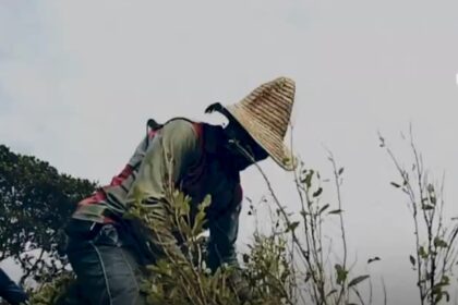 columbia-produce-mai-multa-cocaina-ca-niciodata.-cum-a-devenit-fenomenul-o-problema-geopolitica