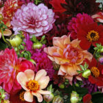 un-nou-studiu-realizat-de-grupul-lego,-lansat-cu-ocazia-valentines-day,-arata-ca-florile-raman-cadoul-cu-risc-minim-si-impact-maxim-|-revista-biz-–-prima-revista-de-business-din-romania