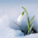 vine-primavara-ce-temperaturi-vor-fi-saptamana-viitoare-in-romania-–-economica.net