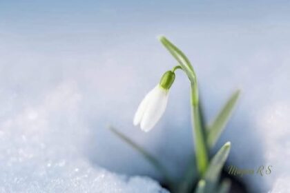 vine-primavara-ce-temperaturi-vor-fi-saptamana-viitoare-in-romania-–-economica.net