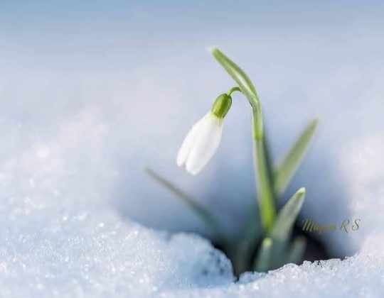 vine-primavara-ce-temperaturi-vor-fi-saptamana-viitoare-in-romania-–-economica.net