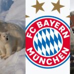 27-februarie,-calendarul-zilei:-ziua-internationala-a-ursului-polar-bayern-munchen-implineste-126-de-ani.-cutremur-de-8,8-grade-zguduie-chile