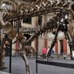 apocalipsa-uitata.-prima-extinctie-in-masa-din-istoria-pamantului,-ascunsa-sub-ochii-nostri