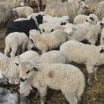 carnea-mai-sanatoasa-care-incepe-sa-inlocuiasca-mielul-de-paste.-tot-mai-multi-romani-isi-schimba-preferintele