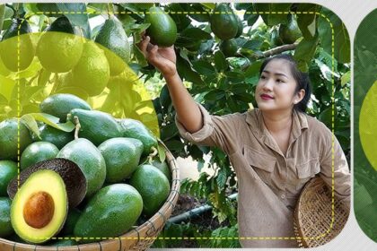 secretul-avocado-care-te-va-surprinde:-fructul-care-nu-se-coace-in-copac