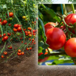 rosiile-din-olt-au-ajuns-produs-de-lux:-cat-costa-acum-si-de-ce-fermierii-cer-preturi-record