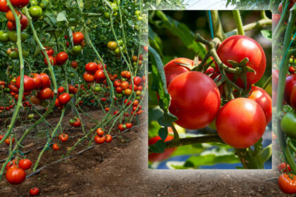 rosiile-din-olt-au-ajuns-produs-de-lux:-cat-costa-acum-si-de-ce-fermierii-cer-preturi-record
