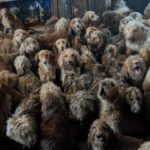 fotografia-care-i-a-ingrozit-atat-de-rau-pe-oameni,-incat-au-crezut-ca-este-facuta-cu-inteligenta-artificiala