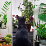 plantele-de-apartament-care-iti-pot-otravi-catelul-sau-pisica.-la-ce-trebuie-sa-fiti-atenti